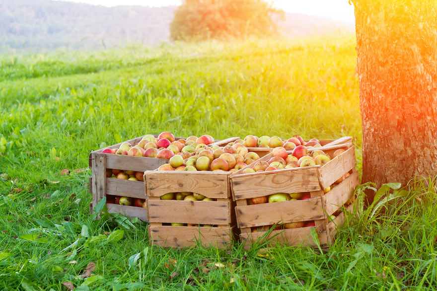Kisten mit Äpfeln auf einer Wiese