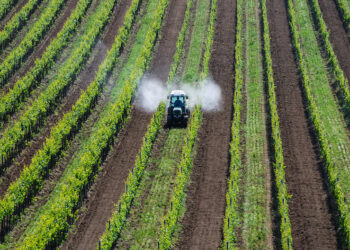 Traktor bringt im Weinberg Pflanzenschutzmittel aus