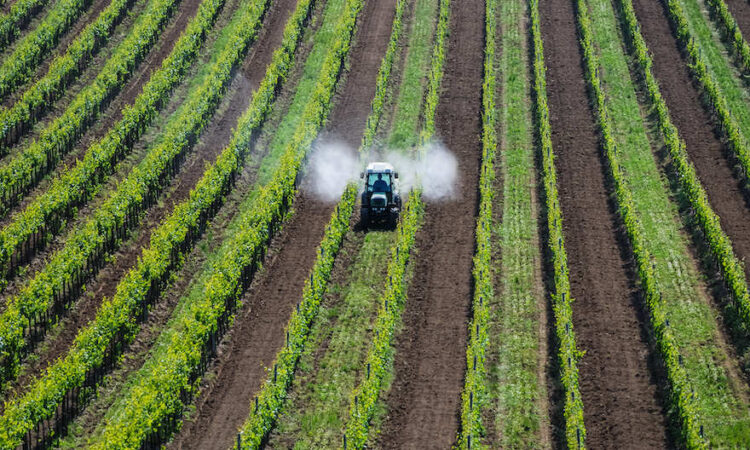 Traktor bringt im Weinberg Pflanzenschutzmittel aus