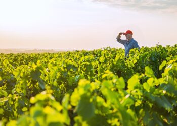 Winzer steht im Weinberg und blickt in die Ferne.