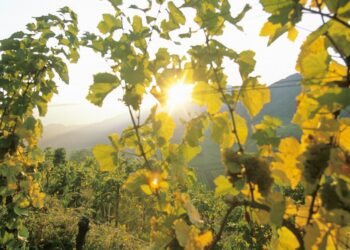 Weinberge, im Vordergrund Reben in Großaufnahme