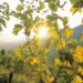 Weinberge, im Vordergrund Reben in Großaufnahme