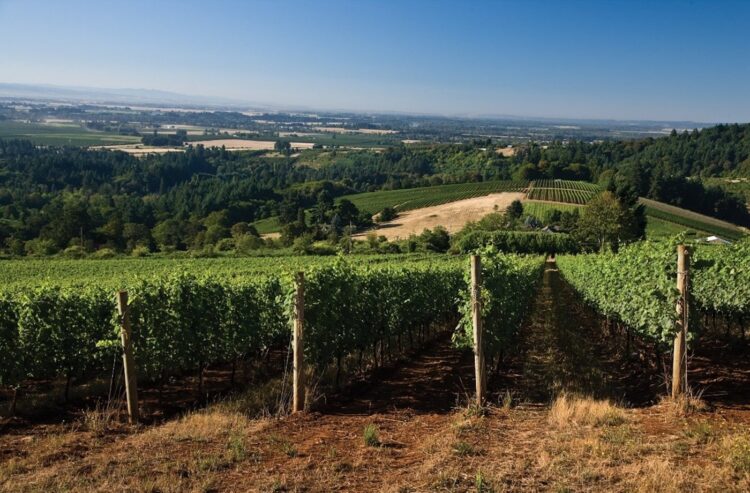 Weinberge im US-Bundesstaat Oregon, der Heimat der Erath Winery